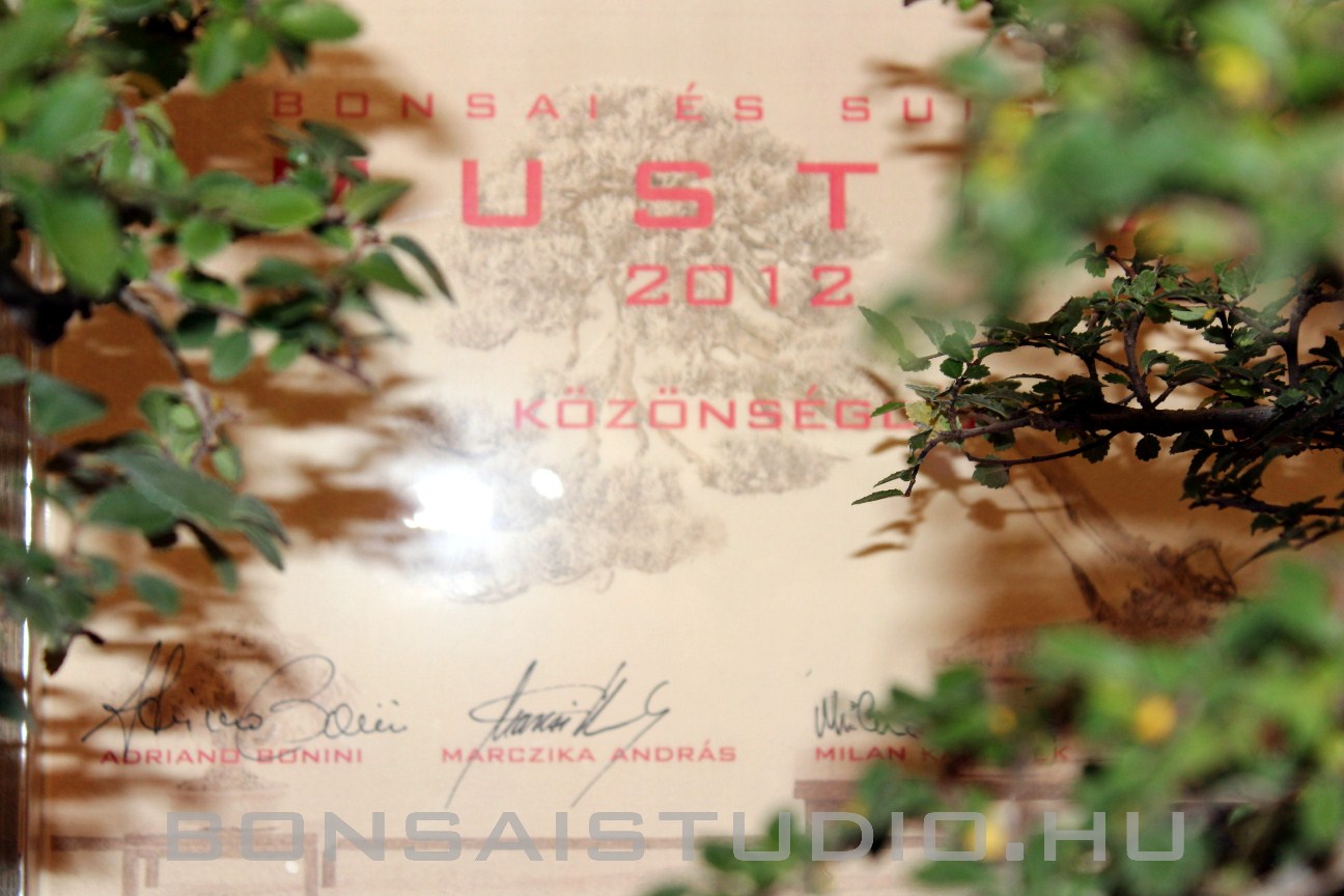 bonsai es suiseki mustra kozonseg dija koos andras reszere